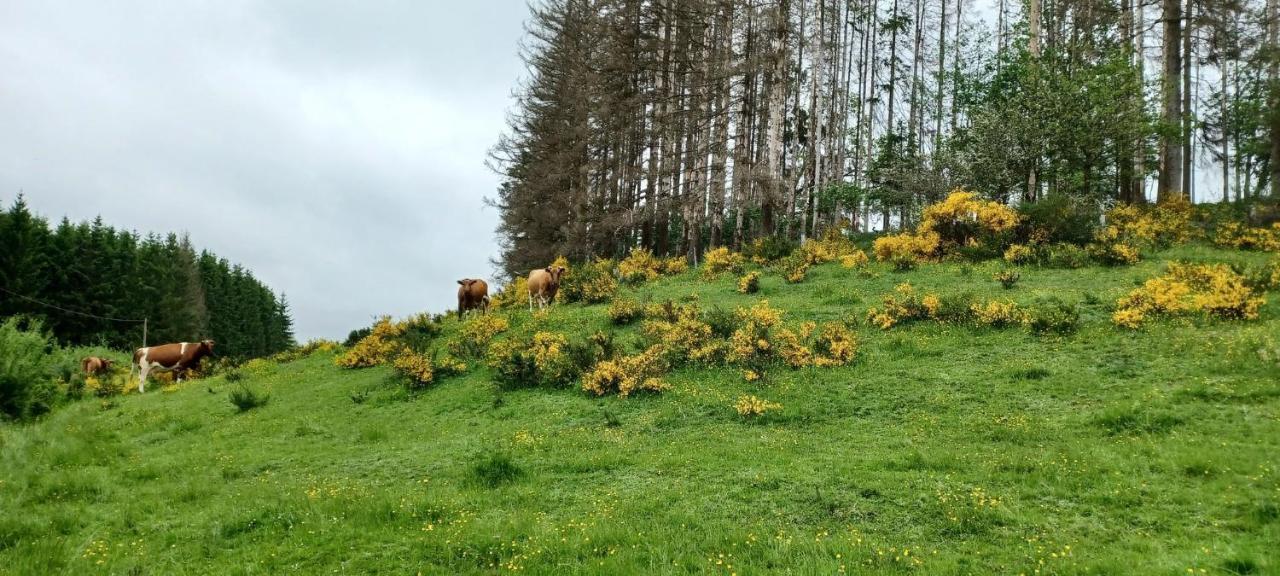 Gite Du Cheval Blanc A Houmont Sainte-Ode Екстериор снимка